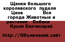 Щенки большого (королевского) пуделя › Цена ­ 25 000 - Все города Животные и растения » Собаки   . Крым,Бахчисарай